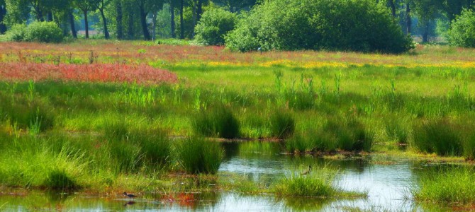 Foto’s middelveen Rijssen