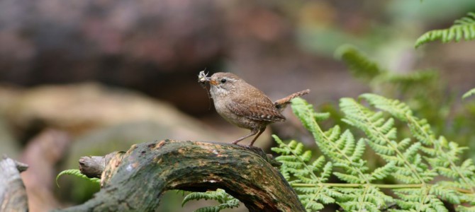 Vogels omgeving Rijssen Vogels omgeving Rijssen