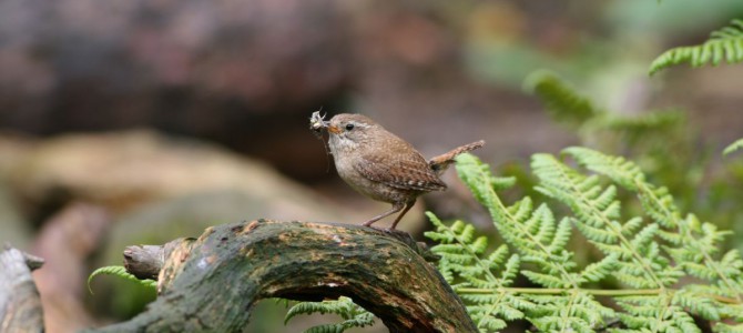 Vogels omgeving Rijssen