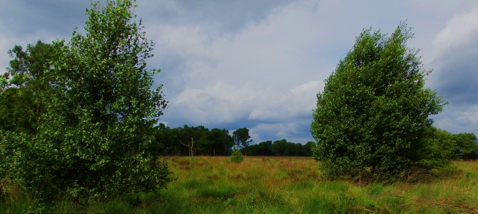 Wierdense Veld