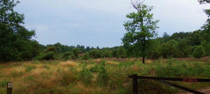 Bosgebied van Rijssen