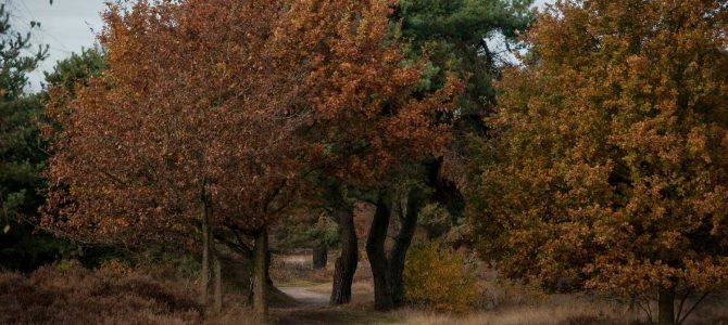 Herfst omgeving Rijssen