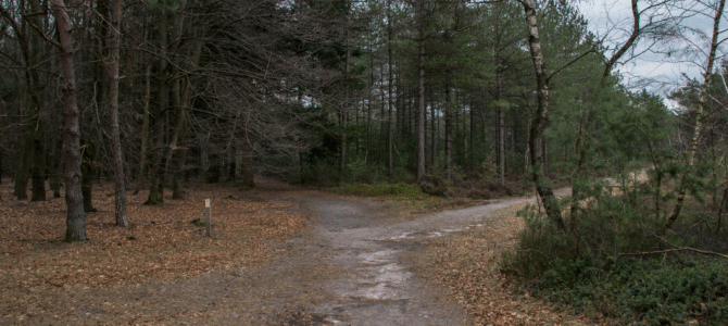 Wandelen nabij Dagcamping op Holterberg